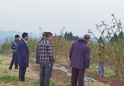 省科協專家組專家蒞臨千久發種植基地指導工作
